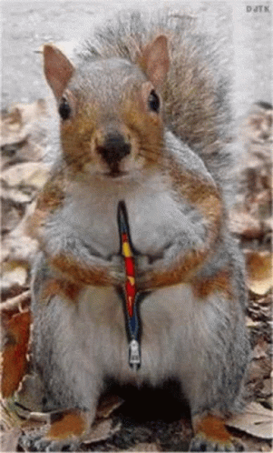 Just for you two: unless it’s not lol . . . 1 super squirrel